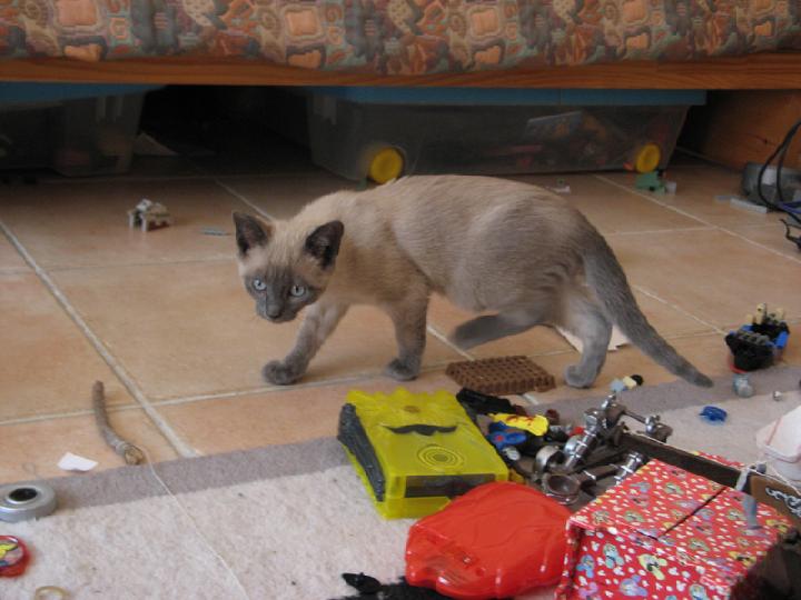 2007-03 Saphir 006.jpg